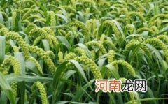 南瓜粟米粥的做法