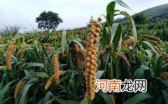 粟米怎么吃最营养