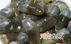 泥螺的产地在哪里