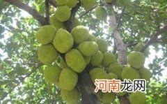 木菠萝是热性还是凉性