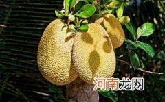 木菠萝是热性的吗