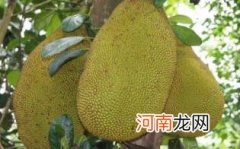 木菠萝有什么功效与作用