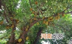 木菠萝的营养价值及功效