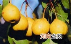 鸭梨银耳汤的适宜人群和禁忌人群