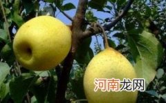 鸭梨怎么看甜不甜