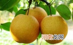 鸭梨的营养价值与功效