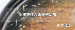 水里放什么杀蚊子幼虫