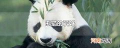 熊猫的爱好