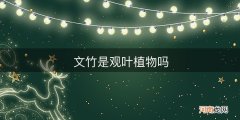 文竹是观叶植物吗