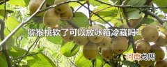 猕猴桃软了可以放冰箱冷藏吗?