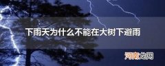 下雨天为什么不能在大树下避雨