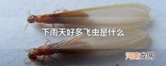 下雨天好多飞虫是什么