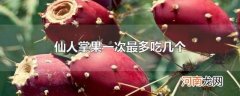 仙人掌果一次最多吃几个