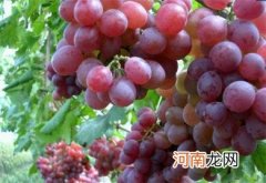 越吃皮肤越好的食物