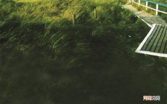 小黄蝎子有毒吗 东南亚钳蝎毒性大么