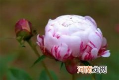 芍药为什么叫鬼花