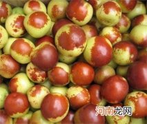 冬枣好还是红枣好