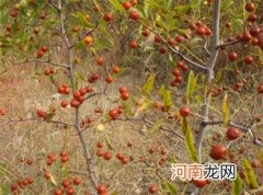 野生酸枣的功效与作用