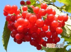 蔓越莓的功效与作用