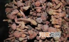 松蘑和松茸的区别