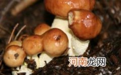 松蘑的品种