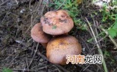 松蘑怎么做好吃呢
