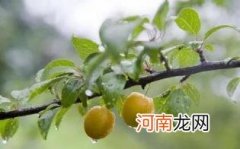 梅雨的形成原因