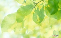 杜仲雄花一起泡水喝有什么好处 长期喝杜仲雄花性功能