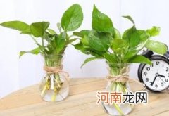 绿萝营养液是直接浇在上面还是兑水浇了