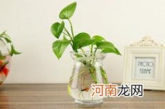 绿萝营养液是浇根部还是喷叶面