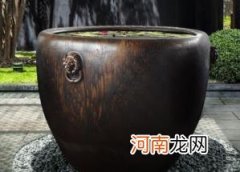庭院水缸能种铜钱草吗