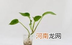 绿萝浇酱油水是浇在叶子上吗