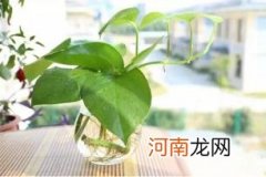 绿萝用酱油水好还是啤酒水好