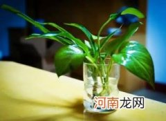 绿萝浇酱油水是生抽还是老抽好