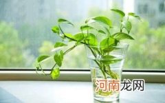 绿萝是喜阴还是喜阳植物