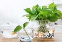 绿萝水培为什么根会烂