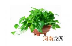 绿萝可以放鱼缸里和鱼一起养吗