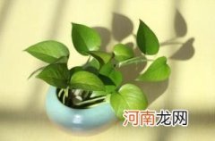 绿萝浇水多了会不会死