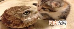 猫头鹰和猫有关系吗