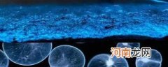 海洋中会发光的生物