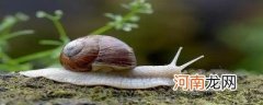 蜗牛利用什么向前移动