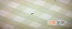 床上有小虫子怎么消灭