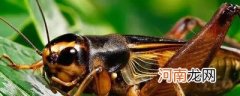 母蟋蟀会不会叫