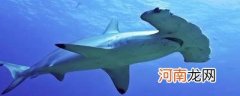 鲨鱼有几种