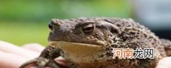 蟾蜍是国家几级保护动物