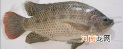 罗非鱼又叫什么鱼