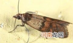 米面蛾怎么彻底清除