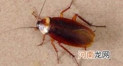 蟑螂有几个品种