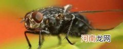 个头很大的黑苍蝇是什么蝇