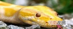 金黄色的蛇是什么品种